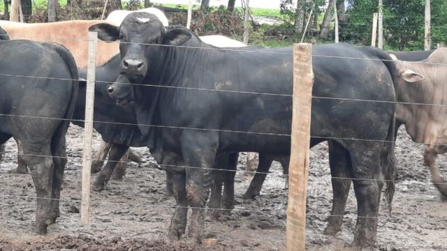 Simental Black e Nelore: o cruzamento é boa opção para bezerros pesados?