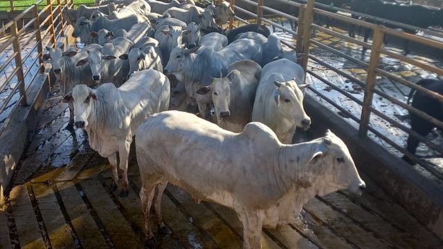 Novilhas Angus e Nelore são destaque em carne de qualidade em MS Novilhas Angus e Nelore são destaque em carne de qualidade em MS