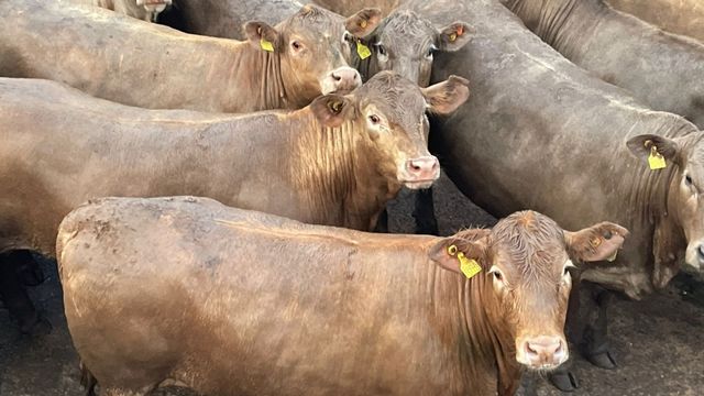 “Gado de passar a régua!” Boiada de MT conquista o melhor bônus do mercado
