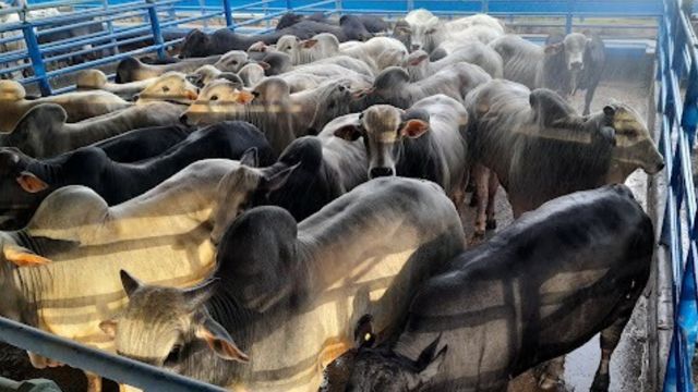 Pasto e confinamento fazem boiada ter GMD de quase 2 quilos em SP