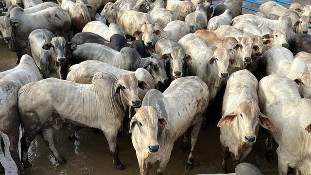 “Gado top!” Novilhos de até dois dentes partem de Goiás para a China