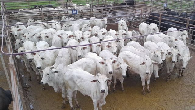 Boiada precoce e capona de MS chega a quase 19@