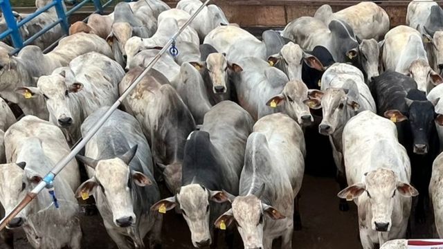 Bem-estar animal é lei em fazenda de MT e garante bois de acima de 22@