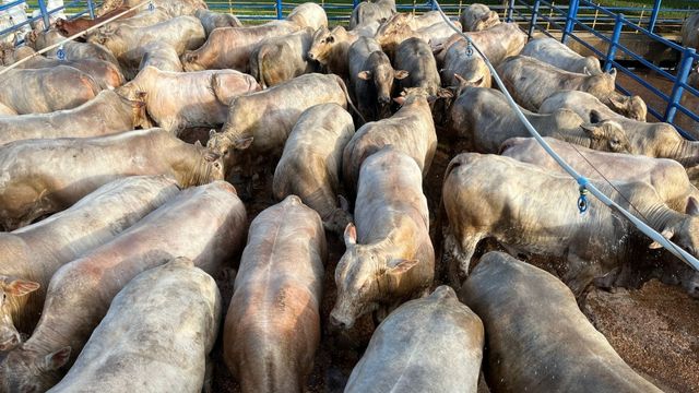 Gadão de muita carne! Boi Charolês ultrapassa 26@ de peso em MT