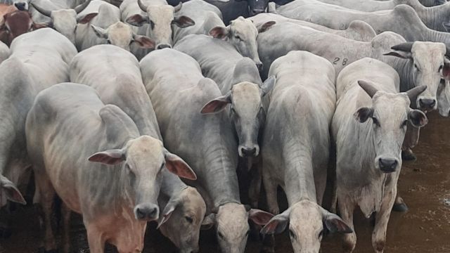 Boi castrado volta ser ótima opção ao pecuarista do Acre