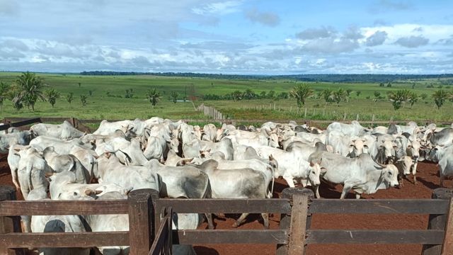 “Boiadona boa de carne!” Pecuarista de RO investe alto no pasto para terminar o gado