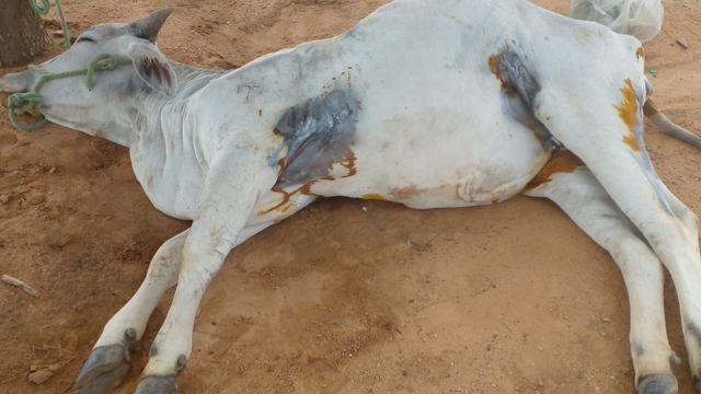 Fotossensibilização em bovinos: saiba as causas e como tratar Fotossensibilização em bovinos: saiba as causas e como tratar