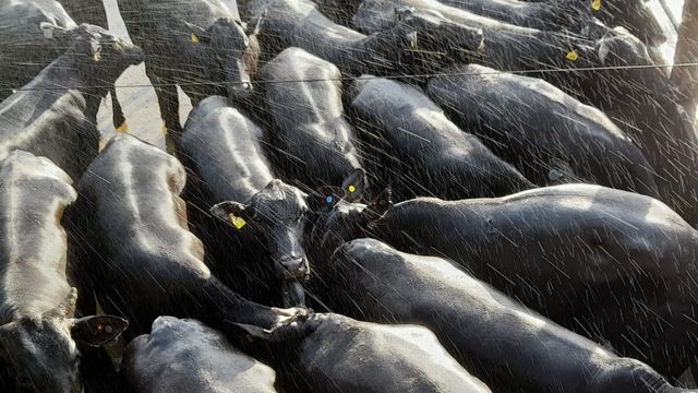 Protocolo de carne mais famoso do Brasil chega a Bahia