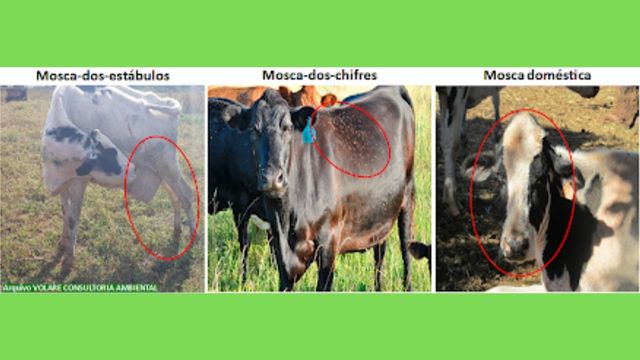 Comportamentos das três moscas que estão presentes em fazendas no País. Fotos: Volare Consultoria Ambiental