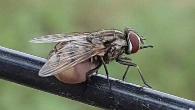 Mosca-dos-estábulos, dos-chifres ou doméstica? Qual causa mais danos ao pecuarista