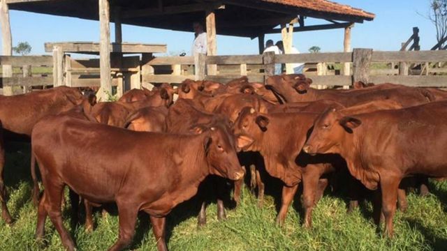 Santa Gertrudis: raça faz 70 anos no Brasil com tour em fazendas e pontos turísticos do País