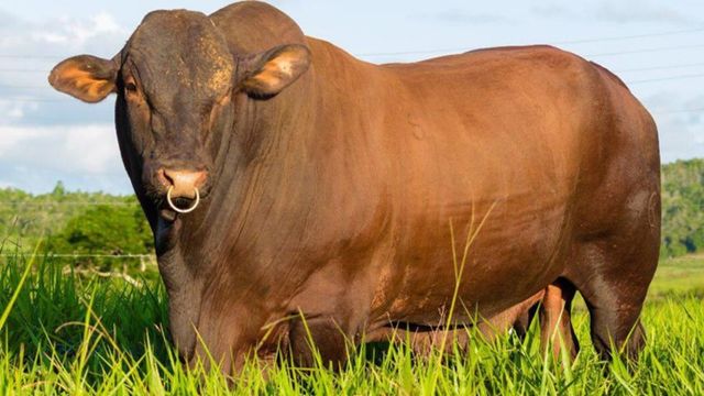Touro Santa Gertrudis vai bem com vacas meio-sangue Angus ou Senepol?