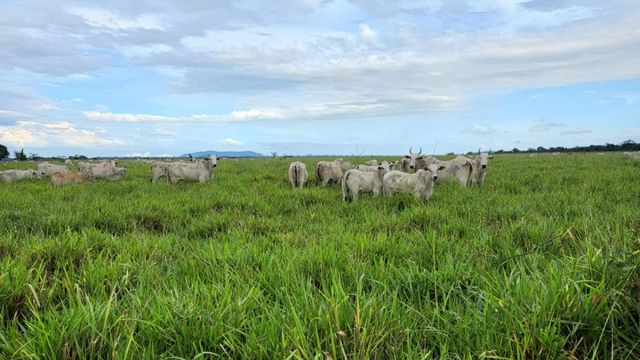 Fazenda acelera terminação com lotação de quatro bois por hectare no Pará
