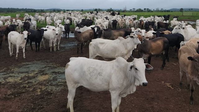 Lote de fêmeas abatidas pela fazenda Camaçari, no município de Santana do Araguaia (PA). Foto: Divulgação