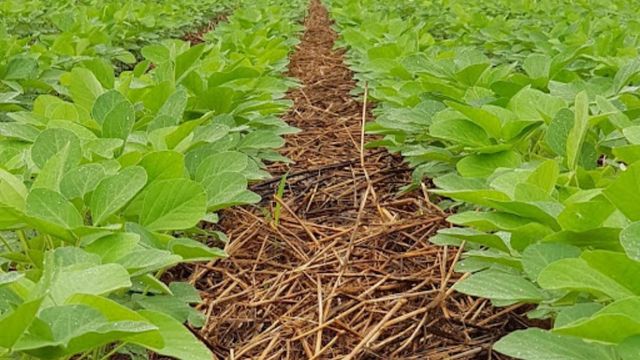 Detalhe de área de soja na integração com a pastagem. Foto: Divulgação