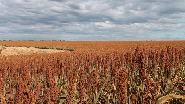 Sorgo produzido no sistema ILPF, na Agropecuária Santa Luzia, região dos Cerrados do Maranhão. Foto: Maria Eugênia Ribeiro/Embrapa Meio Norte