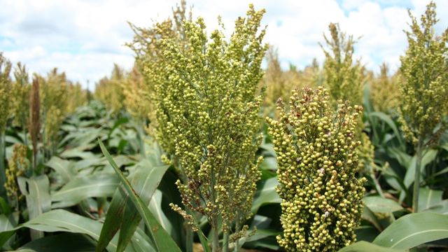 Detalhe de sorgo granífero. Foto: Sandra Brito/Embrapa Milho e Sorgo