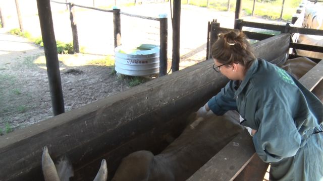 Nova ferramenta ajuda na gestão sanitária e nutricional do gado