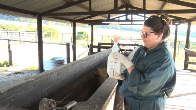 Calendário sanitário do rebanho: saiba como montá-lo na fazenda