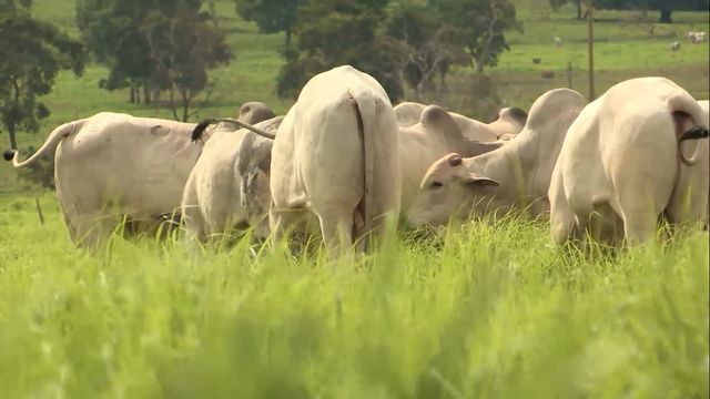 Mesmo com vacinas em dia, gado agoniza na fazenda. Saiba o que pode estar ser