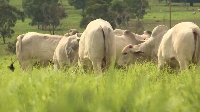 Saiba por que é importante tratar a pastagem como se fosse lavoura Saiba por que é importante tratar a pastagem como se fosse lavoura