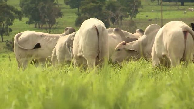 Pasto e integração são trunfo do Brasil para redução de emissões na pecuária, diz pesquisadora do IZ