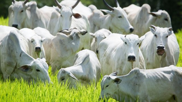 Brucelose e tuberculose bovina: saiba como livrar o rebanho de doenças incuráveis