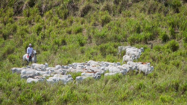 Pasto reduz em até 60% a capacidade de suporte na seca. Saiba como evitar isso