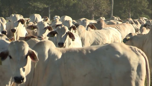 Recria confinada: conheça a estratégia para a produção de boi na seca
