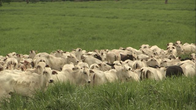 A força que vem do capim: como a forrageira sustenta a pecuária brasileira