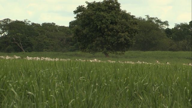 Manejo ultradenso de pastagem pode ser uma boa opção para a Bahia?