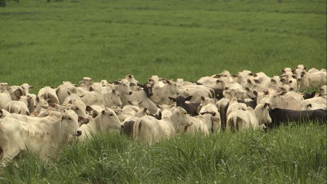 Bovinos em área de pastagem. Foto: Reprodução