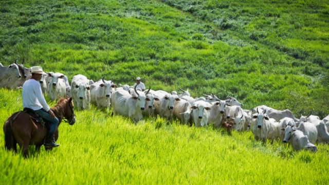 Bovinos em área de pastagem. Foto: Wenderson Araujo/CNA