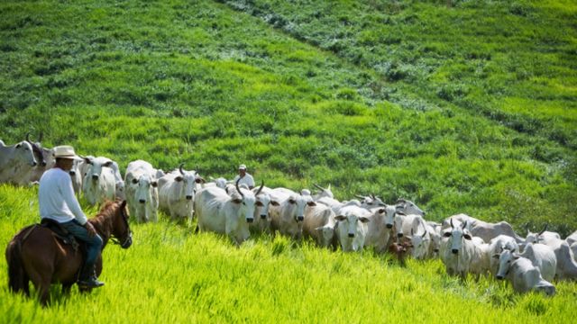 Doença silenciosa em bovinos pode levar a outras patologias. Saiba como preveni-la