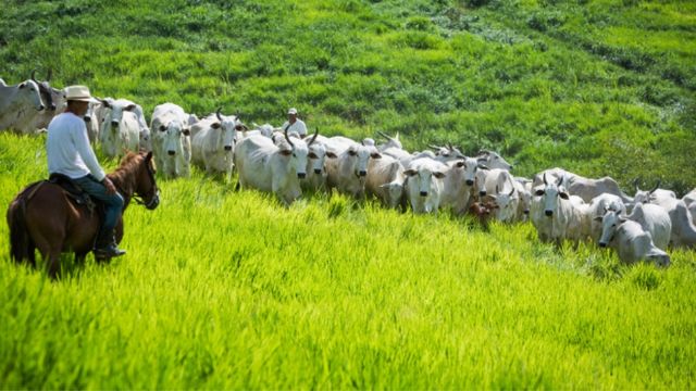 Bem-estar animal: entenda como técnica é sinônimo de mais produção e produtividade