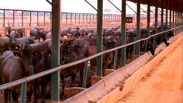 Área de cocho de alimentação dos bovinos em confinamento. Foto: Reprodução