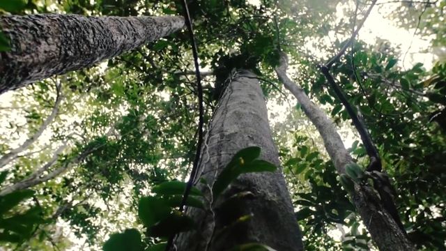 Detalhe de árvores antivas em áreas rurais. Foto: Reprodução
