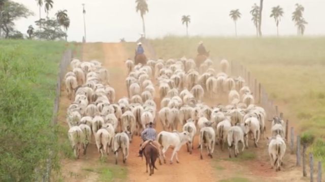 Peões conduzindo um rebanho de bovinos pela fazenda. Foto: Divulgação