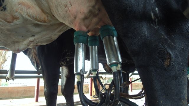 Leite A2A2: saiba por que o alimento está caindo no gosto do consumidor