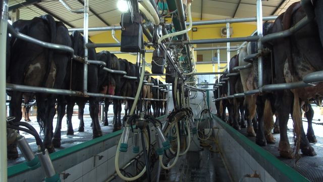 Brasil aumenta mais de 4 vezes a produção leiteira em meio século, mas ainda há desafios