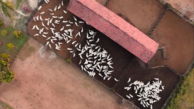 Parasitos do rebanho brasileiro causam perdas de US$ 14 bi por ano