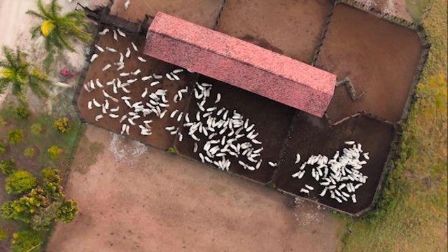 Fazenda pode ficar até 6 meses sem exportar carne. Saiba como evitar isso
