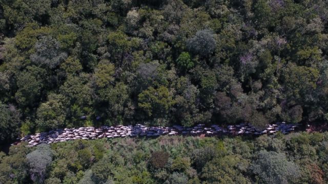 Produtor rural preserva ⅓ das florestas e matas nativas do País