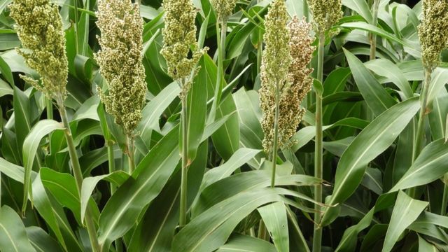 Sorgo forrageiro. Foto: Divulgação/Latina Seeds