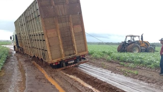 Confira as dicas para o fazer transporte da boiada e não ficar no atoleiro