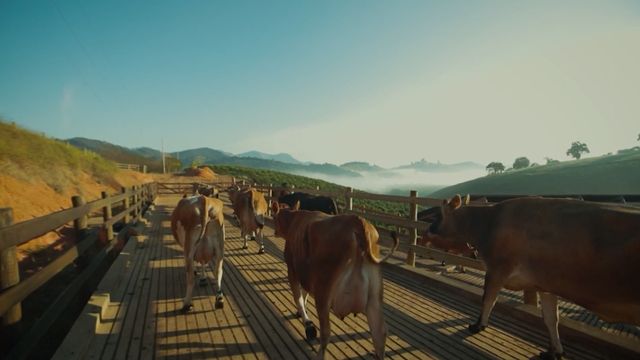 Ração de vacas leiteiras: qual é a formulação ideal para quem está iniciando na atividade?