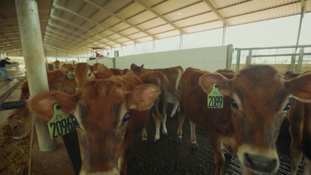 Nutrição para rebanho leiteiro: saiba como utilizar bem a ração e a cana no cocho