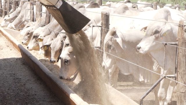 É possível substituir o farelo de soja por soja in natura na dieta do gado?