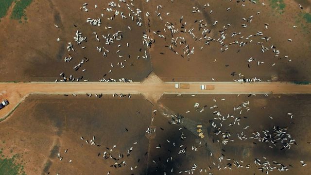 Saiba como um dos maiores confinamentos do País monitora mais de 2 mil fornecedores Saiba como um dos maiores confinamentos do País monitora mais de 2 mil fornecedores