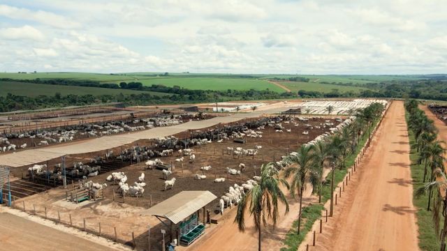 Vista aérea do confinamento da Agropastoril Paschoal Campanelli, no interior de São Paulo. Foto: Reprodução